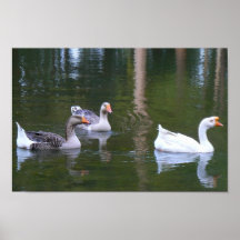 Queen Goose Posters