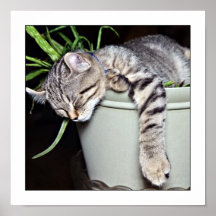 Quiet Please Kitten Sleeping Posters