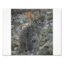 Rabbit Photo Art