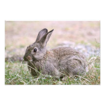 Rabbit Picture Photograph