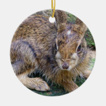 Rabbit Pictures Ornament
