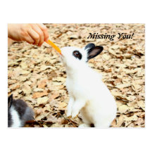 Rabbit Postcard