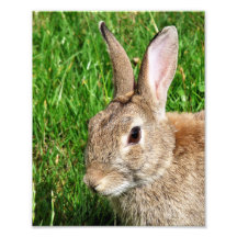 RABBITS PHOTO ART