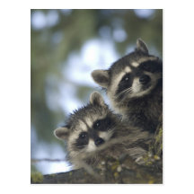 Raccoons Procyon Lotor) of Fish Lake, Central Post Cards