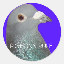 Racing pigeon head blu background, PIGEONS RULE Round Stickers