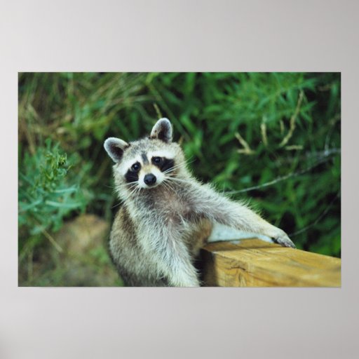 Racoon #2 print