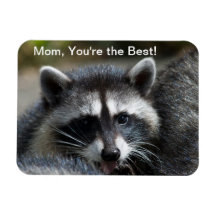 Racoon Baby Premium Magnet