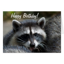 Racoon Close-Up Card