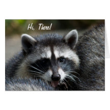Racoon Close-Up Card