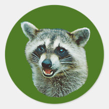 Racoon Picture Sticker