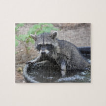 Racoon playing in the Water - Puzzle