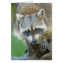 Racoon Portrait - Wildlife Photography Greeting Card