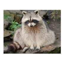 Racoon Postcard