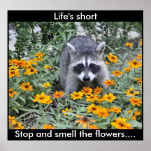 Racoon Poster