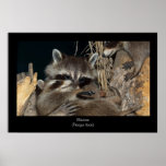 Racoon Poster Print