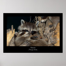 Racoon Poster Print