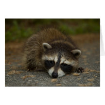 Racoon - Procyon lotor Card
