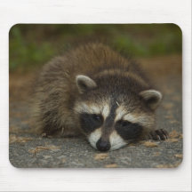 Racoon - Procyon lotor Mouse Mat