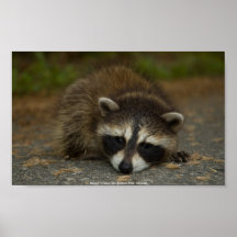 Racoon - Procyon lotor Print