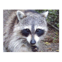 Racoon Wildlife Series # 8 Postcard
