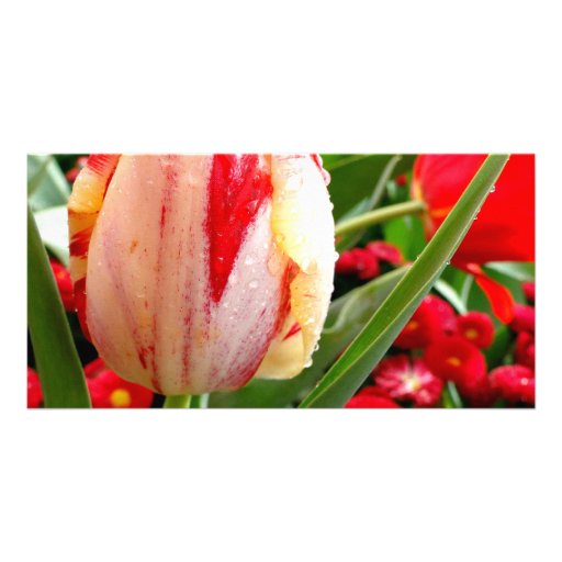 Radiant Red and White Tulip Custom Photo Card