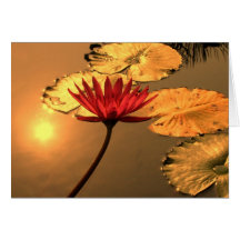 Radiant Water Lily with Spiritual Message Greeting Card