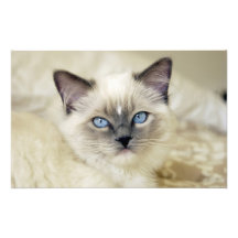 Ragdoll kitten art photo