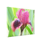 Rain Covered Iris Canvas Print