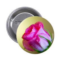 Rain Drop Kisses of Nature on Pink Rose
