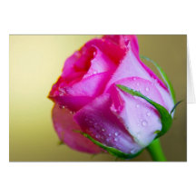 Rain Drop Kisses of Nature on Pink Rose Greeting Cards