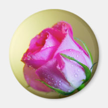 Rain Drop Kisses of Nature on Pink Rose Fridge Magnets