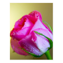 Rain Drop Kisses of Nature on Pink Rose Postcard