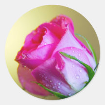 Rain Drop Kisses of Nature on Pink Rose Round Sticker
