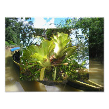 Rain Forrest Flowers Photo Print