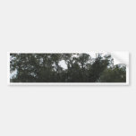 Rain Rain Go Away Bumper Sticker