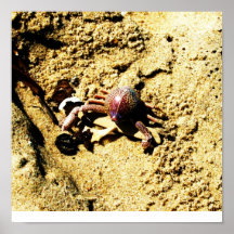 Rainbow Crab Poster