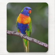 Rainbow Lorikeet Trichoglossus Haematodus Parrot Mouse Mat