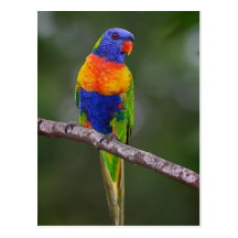 Rainbow Lorikeet Trichoglossus Haematodus Parrot Post Card