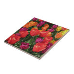 Rainbow Of Tulips Tiles