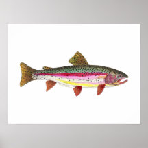 Rainbow Trout Fish Posters