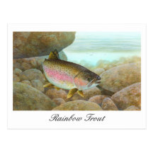 Rainbow Trout Painting Postcard
