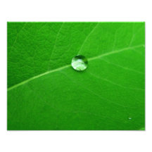 Raindrop on Green Leaf Photo Art