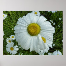 Raindrops on Daisy Poster Print