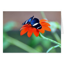Rainforest Butterfly Card