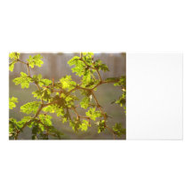 Raintree Branches Bonsai Photo Personalized Photo Card