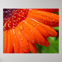 Rainy Daisy Print