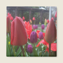 Rainy Day Tulips magnets