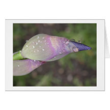 Rainy Iris Greeting Cards