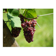 Raisin d'Alsace Cartes Postales
