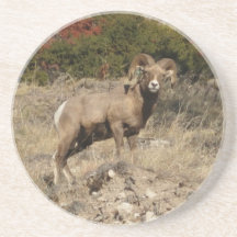Ram, CrowButteOutfitters.com Coaster